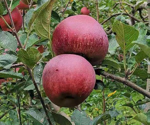 望鄉(xiāng)紅蘋果苗望鄉(xiāng)紅蘋果苗